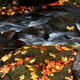 Illustration for article titled Shooting Challenge Fall Leaves Gallery 6